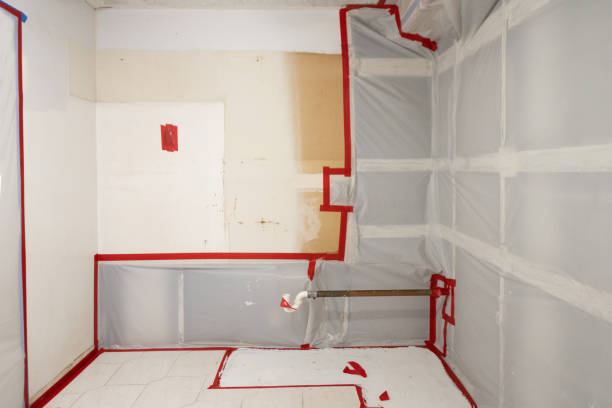 Best Basement Mold Removal  in Drain, OR