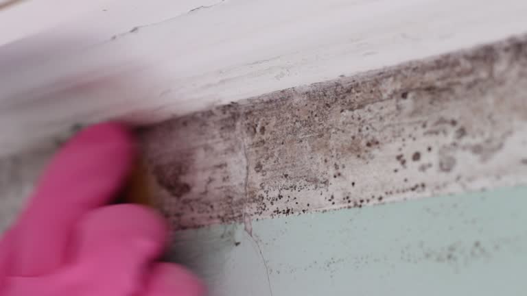  Drain, OR Mold Removal Pros